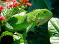 เกม Wild Iguana