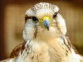 เกม Gyrfalcon Jigsaw