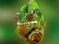 เกม Chameleon Jigsaw