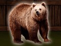 เกม Save The Grizzly Bear