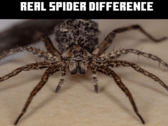 เกม Real Spider Difference