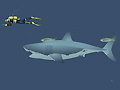 เกม Mad Shark